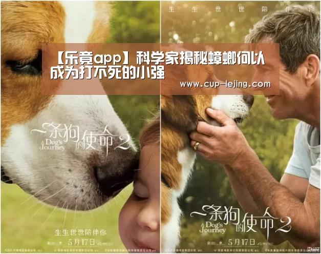 乐竟体育平台